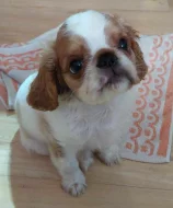 King Charles spaniel s PP FCI