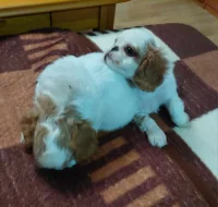 King Charles spaniel s PP FCI