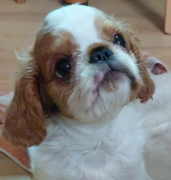 King Charles spaniel s PP FCI