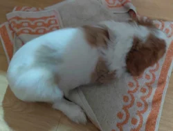 King Charles spaniel s PP FCI