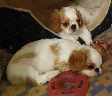 King Charles spaniel s PP FCI
