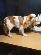 King Charles spaniel s PP FCI