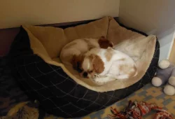 King Charles spaniel s PP FCI