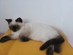 Britská colourpoint koťátka