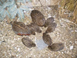 Křepelka  čínská