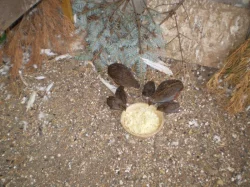 Křepelka  čínská