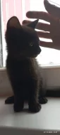 Krásná britská koťátka