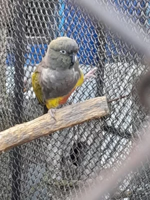 Papousek patagonsky