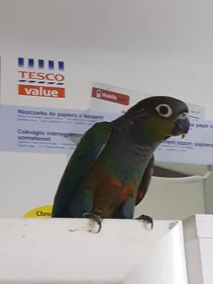 Pyrrury perlatá