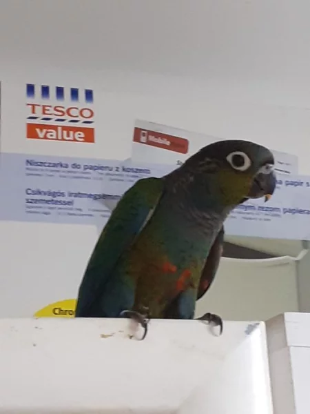 Pyrrury perlatá