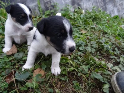 Foxterrier Hladkosrsty