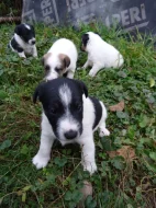 Foxterrier Hladkosrsty