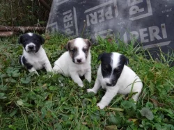 Foxterrier Hladkosrsty