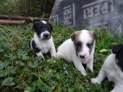 Foxterrier Hladkosrsty