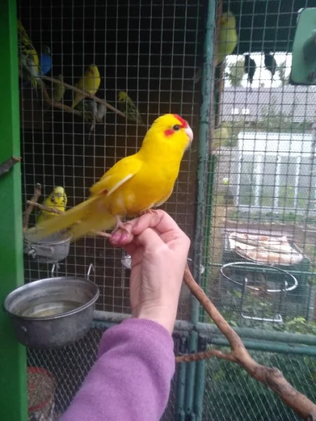 Kakariky 2,2