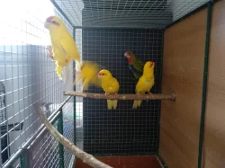 Kakariky 2,2