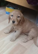 Štěňátko kříženeho kokršpaněla