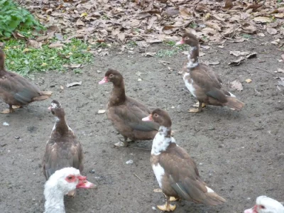 Kačeny\ čínky