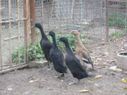 Indický běžec-kačeny