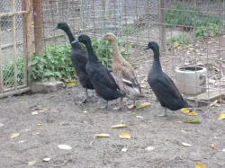 Indický běžec-kačeny