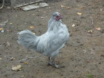 1,0  ARTAUCANA LAVENDER