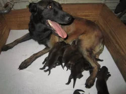 prodám štěňata belgický ovčák malinois