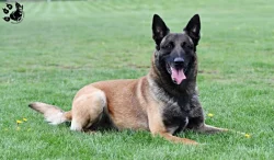 prodám štěňata belgický ovčák malinois