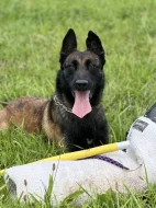 prodám štěňata belgický ovčák malinois