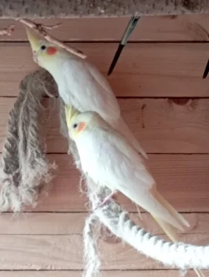 Korelu Albino