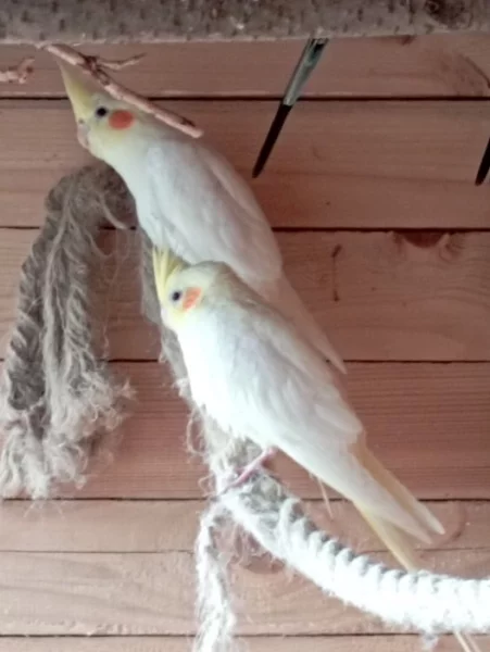 Korelu Albino