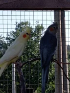 Korelu Albino