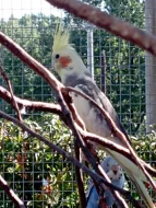 Korelu Albino