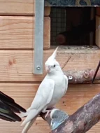 Korelu Albino