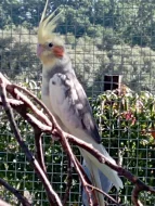 Korelu Albino