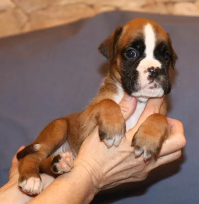 Boxer - zlatá fenka, zlatý pes