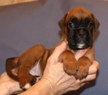 Boxer - zlatá fenka, zlatý pes