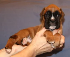 Boxer - zlatá fenka, zlatý pes