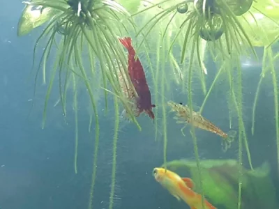 Krevetky Neocardina red cherry