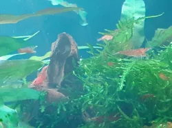 Krevetky Neocardina red cherry