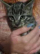 Kočka a koťata k adopci (může být jednotlivě)