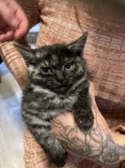 Kočka a koťata k adopci (může být jednotlivě)