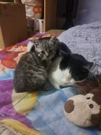 Kočka a koťata k adopci (může být jednotlivě)