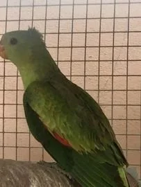 Papoušek červenokřídlý 2,0