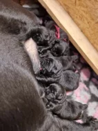 Labradorský retrívr- černá štěňátka s PP