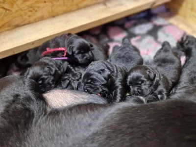 Labradorský retrívr- černá štěňátka s PP