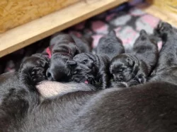 Labradorský retrívr- černá štěňátka s PP