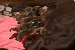 Labradorský retrívr- hnědá štěňátka s pp