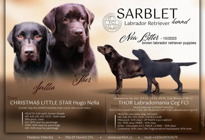 Labradorský retrívr- hnědá štěňátka s pp
