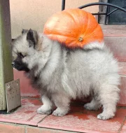 Německý špic vlčí / keeshond prodám štěňata s PP