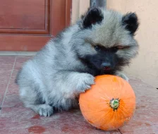 Německý špic vlčí / keeshond prodám štěňata s PP